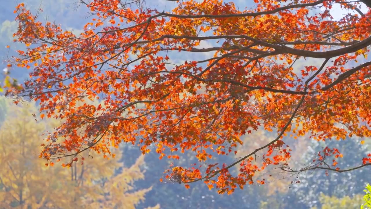 杭州西湖太子湾公园秋天自然风景视频下载