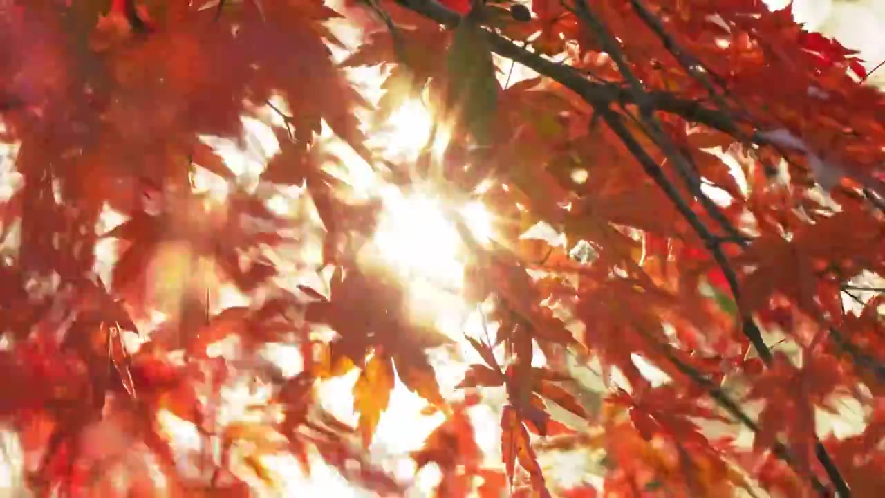 阳光照耀下的树木闪耀着光斑视频下载