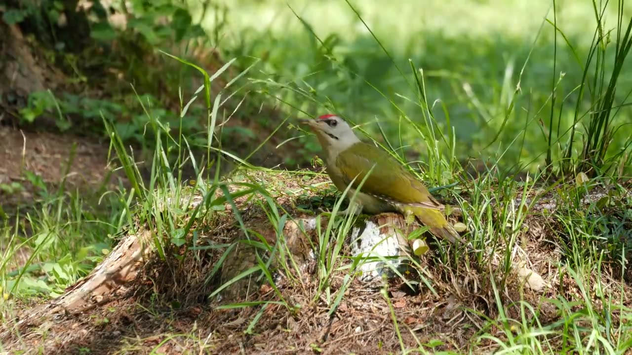 风中雄灰头绿啄木鸟在枯树桩上舔食蚂蚁视频素材