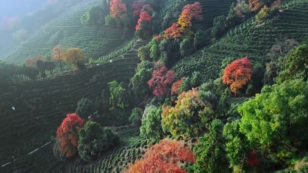 秋天的龙井村绿茶园视频素材