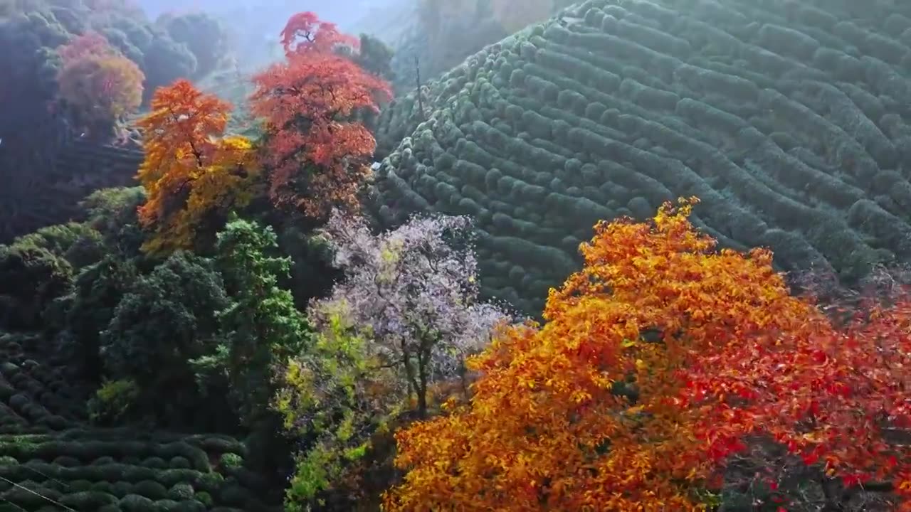 秋天的龙井村绿茶园视频素材