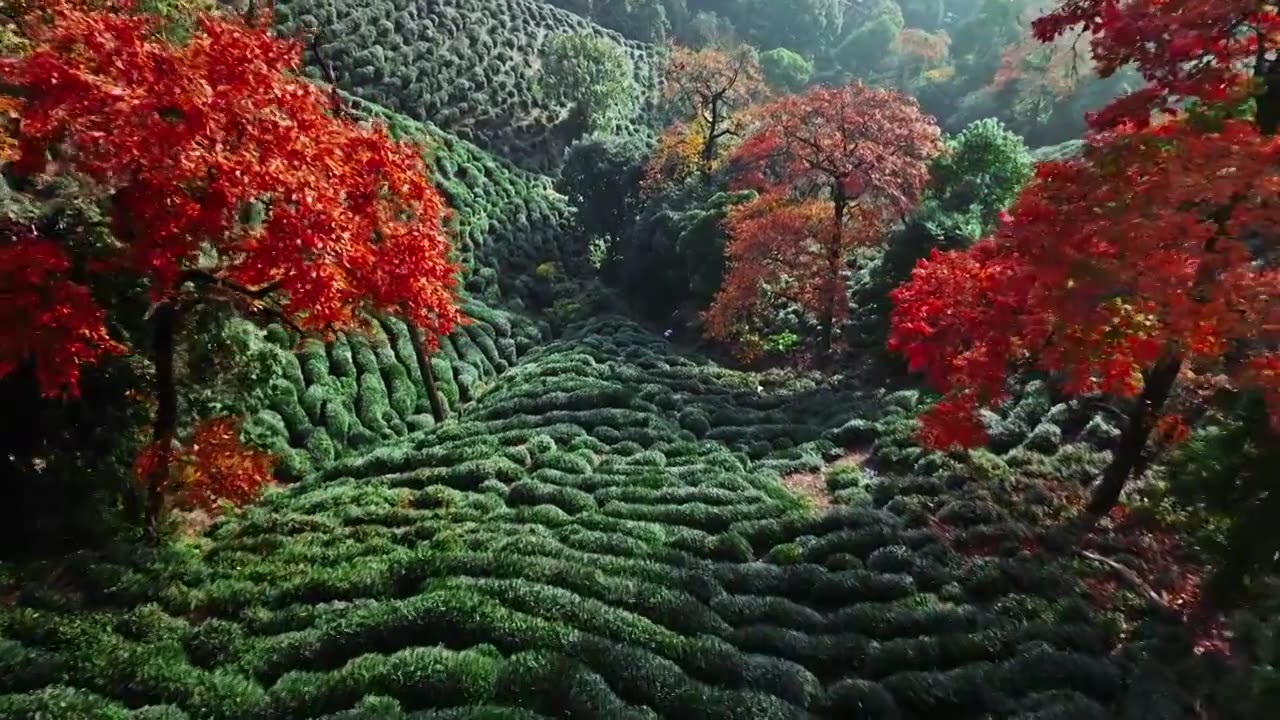秋天的龙井村绿茶园视频下载