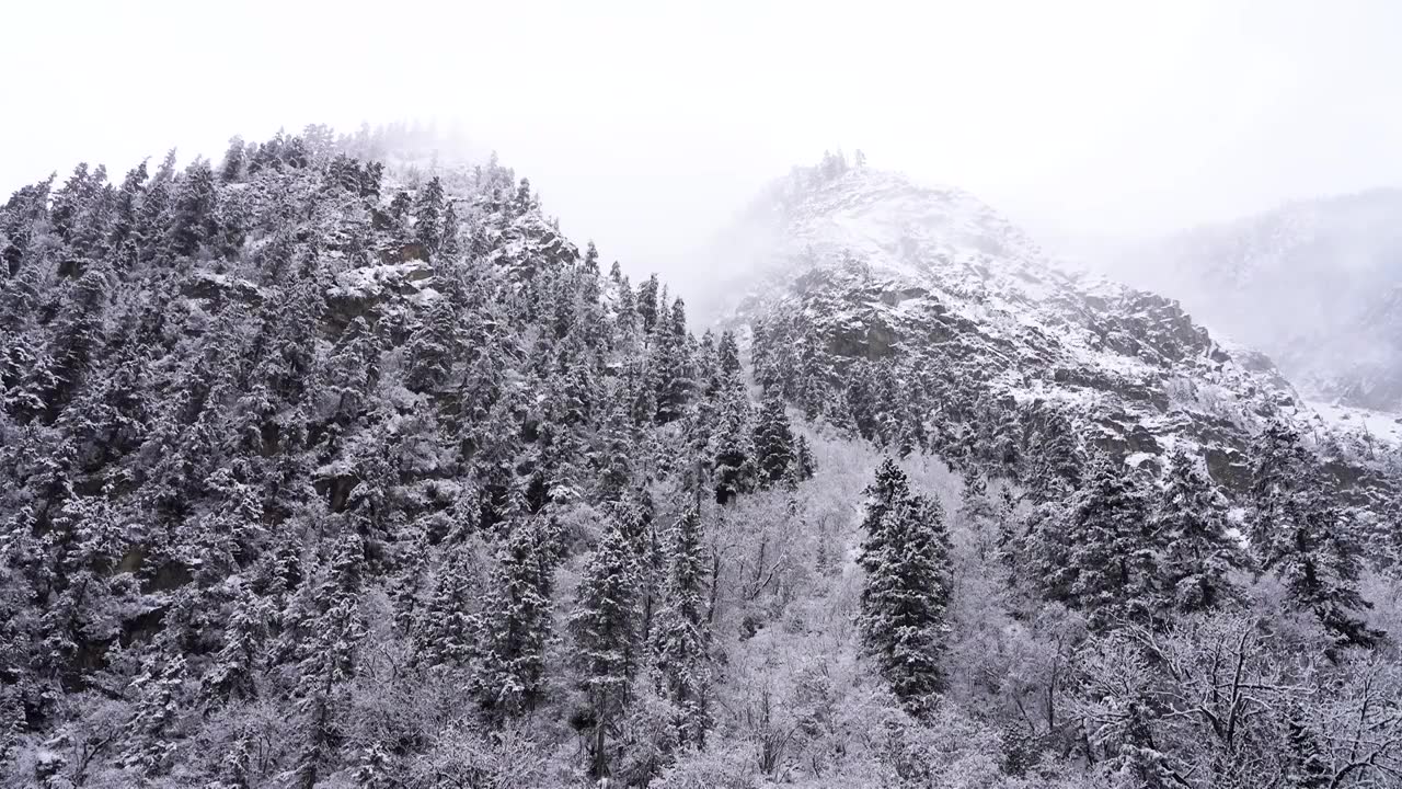 西藏昌都市八宿县然乌湖冬天森林雪松雾凇冰雪风景视频素材