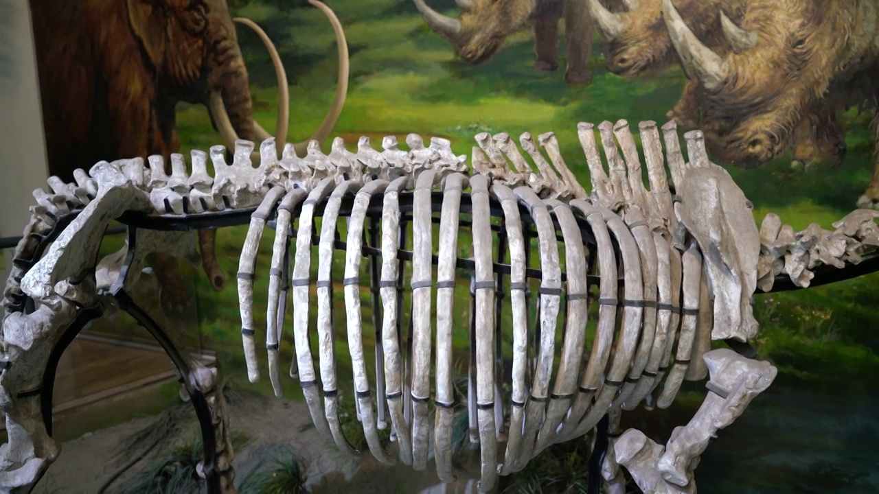 甘肃省博物馆馆藏大唇犀骨骼化石视频下载