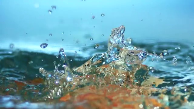 虾掉进水里视频素材