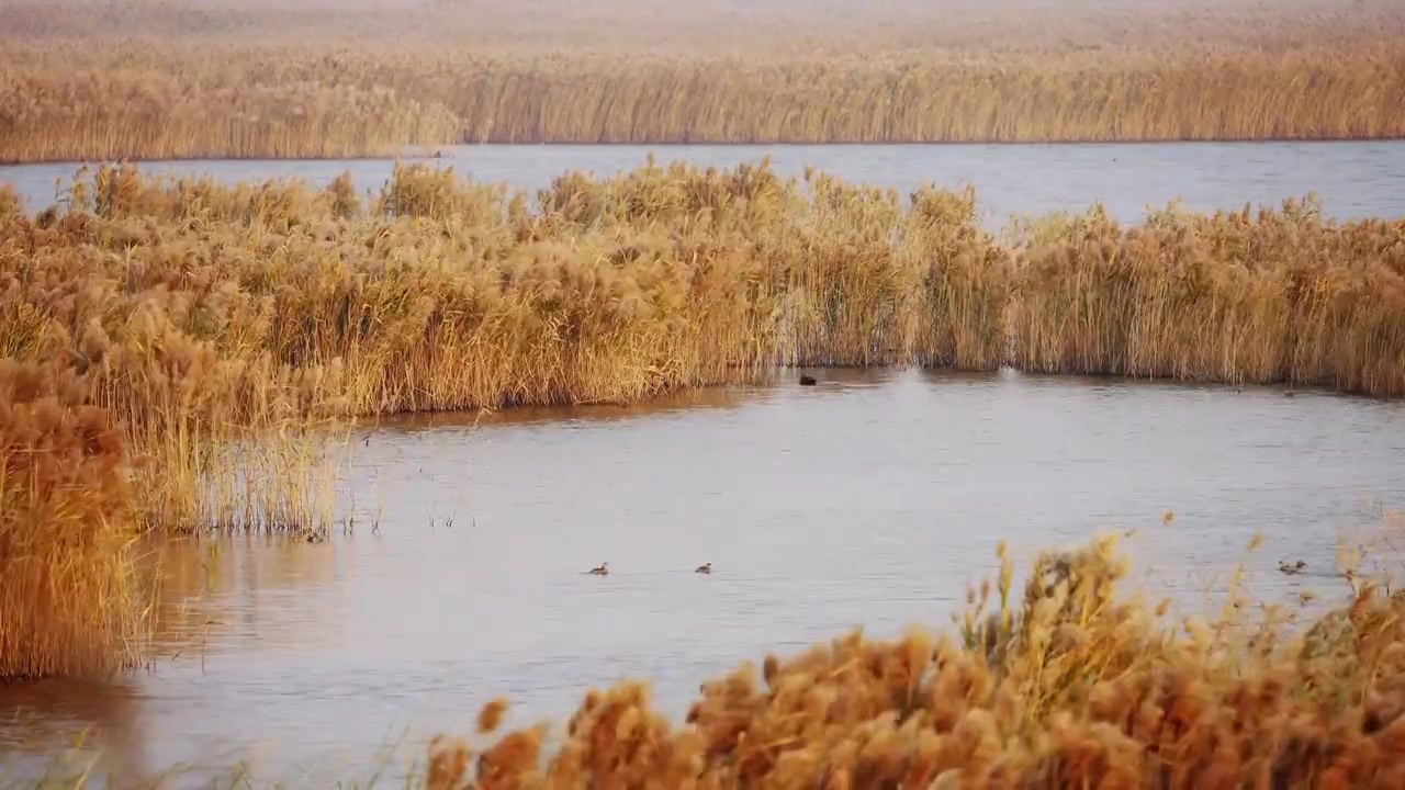 上海东滩候鸟保护区湿地公园视频下载