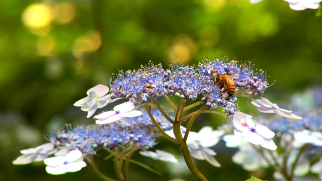 蜜蜂在绣球花上视频素材