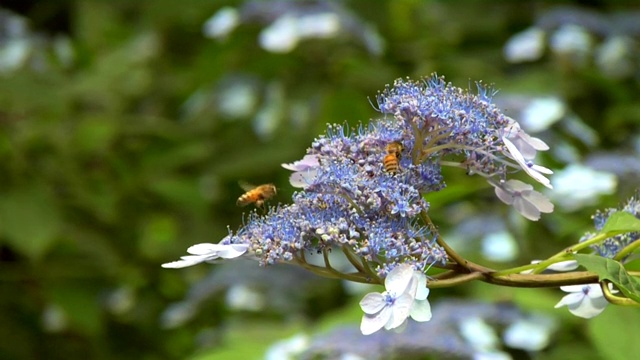 蜜蜂在绣球花上视频素材