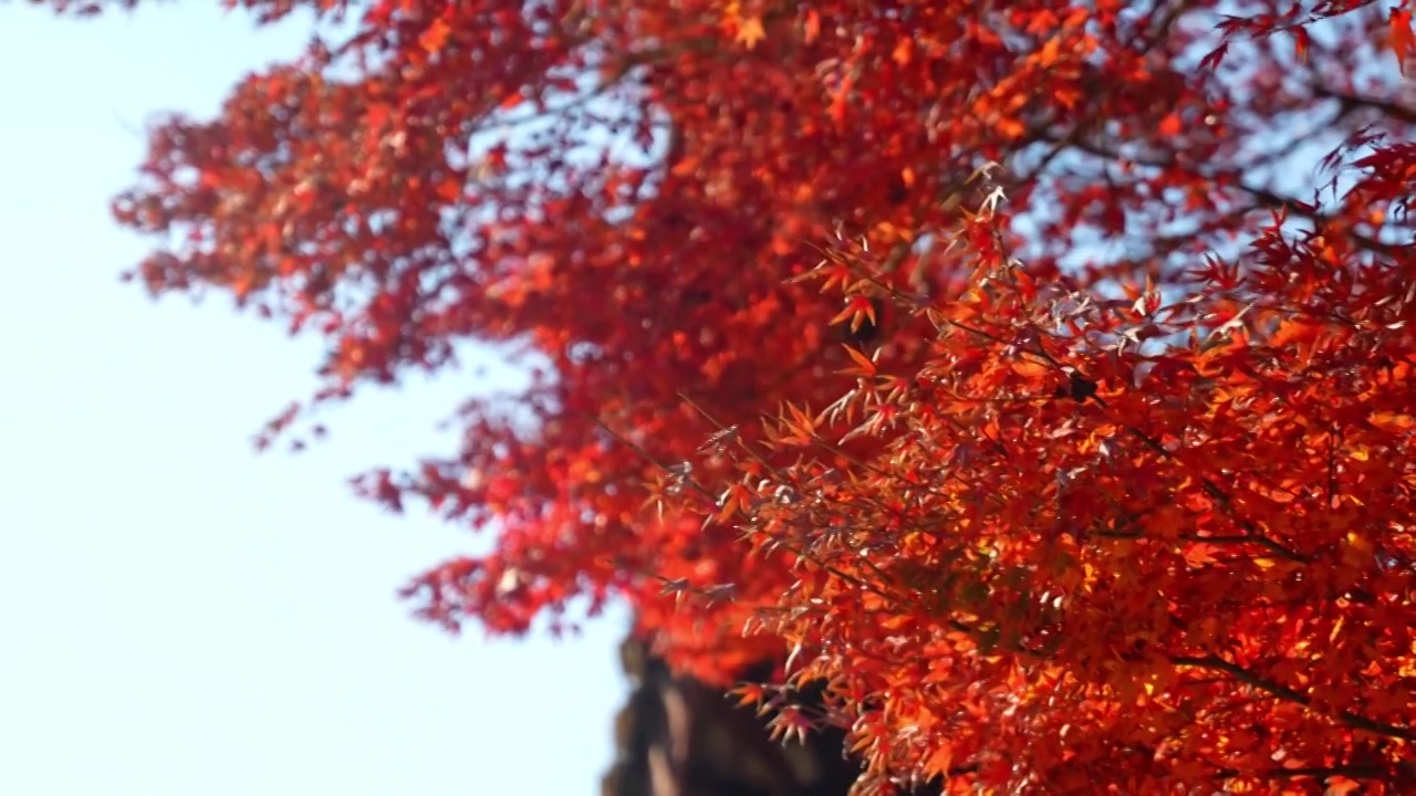 苏州秋天枫树林红色枫叶森林树林视频素材