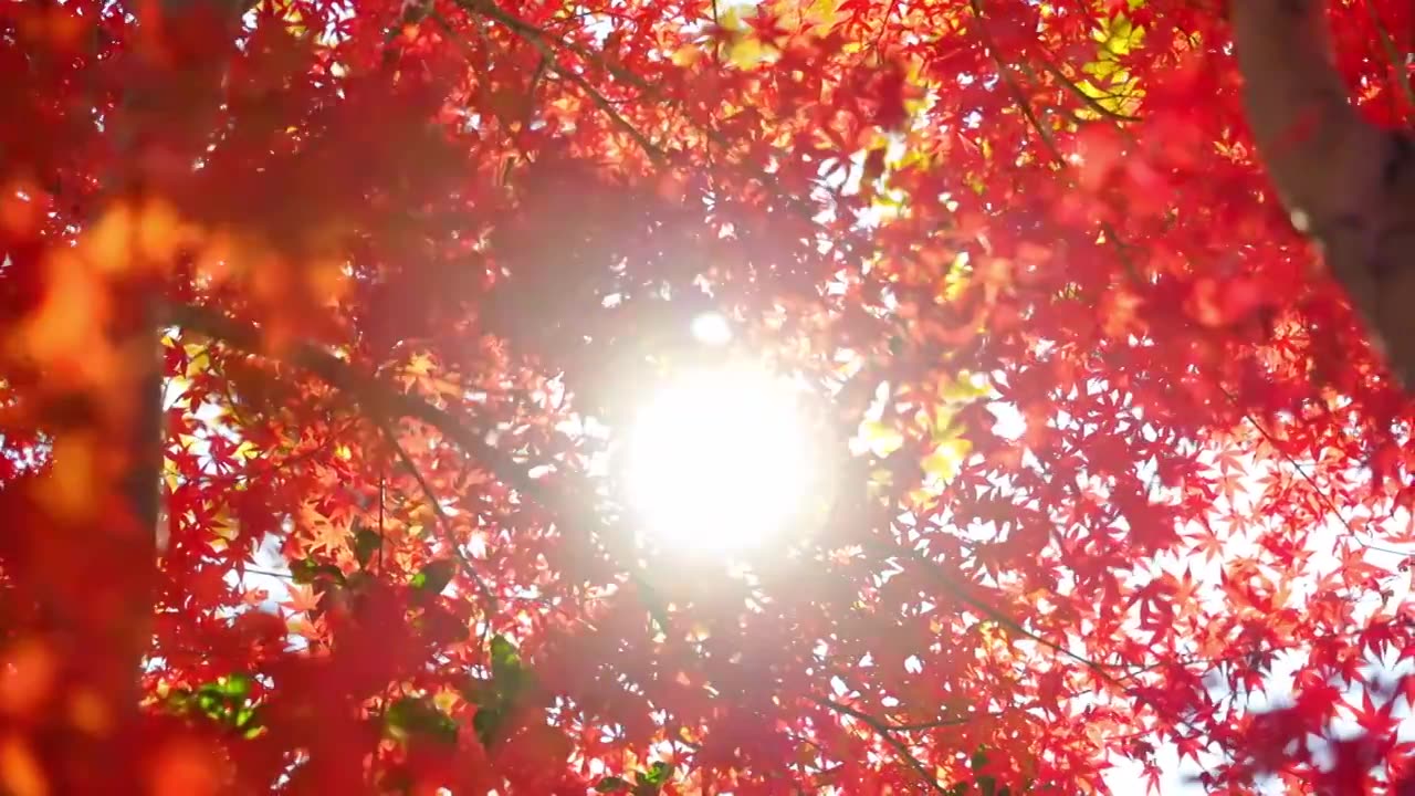 苏州秋天枫树林红色枫叶森林树林视频素材