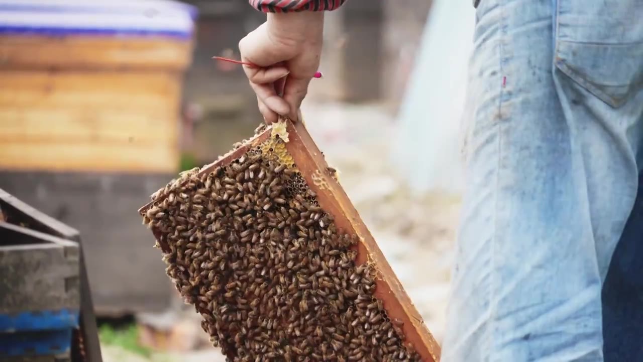 养蜂人蜂农处理蜂箱视频下载
