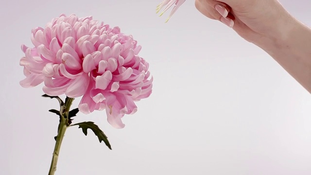 用手摘取粉红色菊花的花瓣视频素材