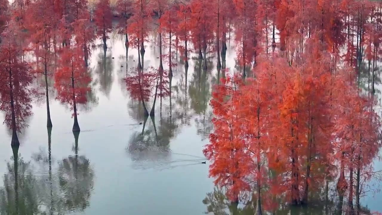 池杉湖杉树红了视频素材