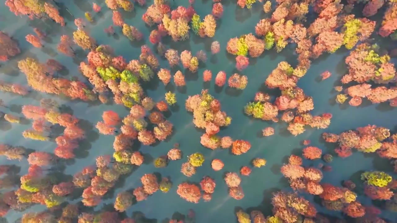 池杉湖杉树红了视频素材