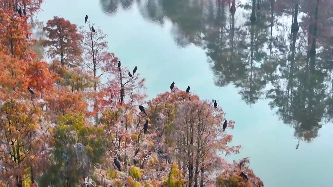 池杉林中鹭鸟欢视频下载