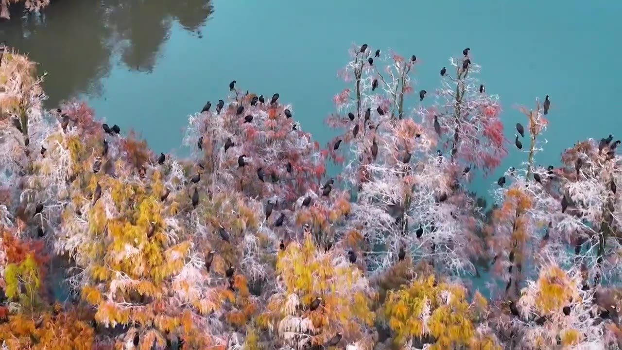 池杉林中鹭鸟欢视频下载