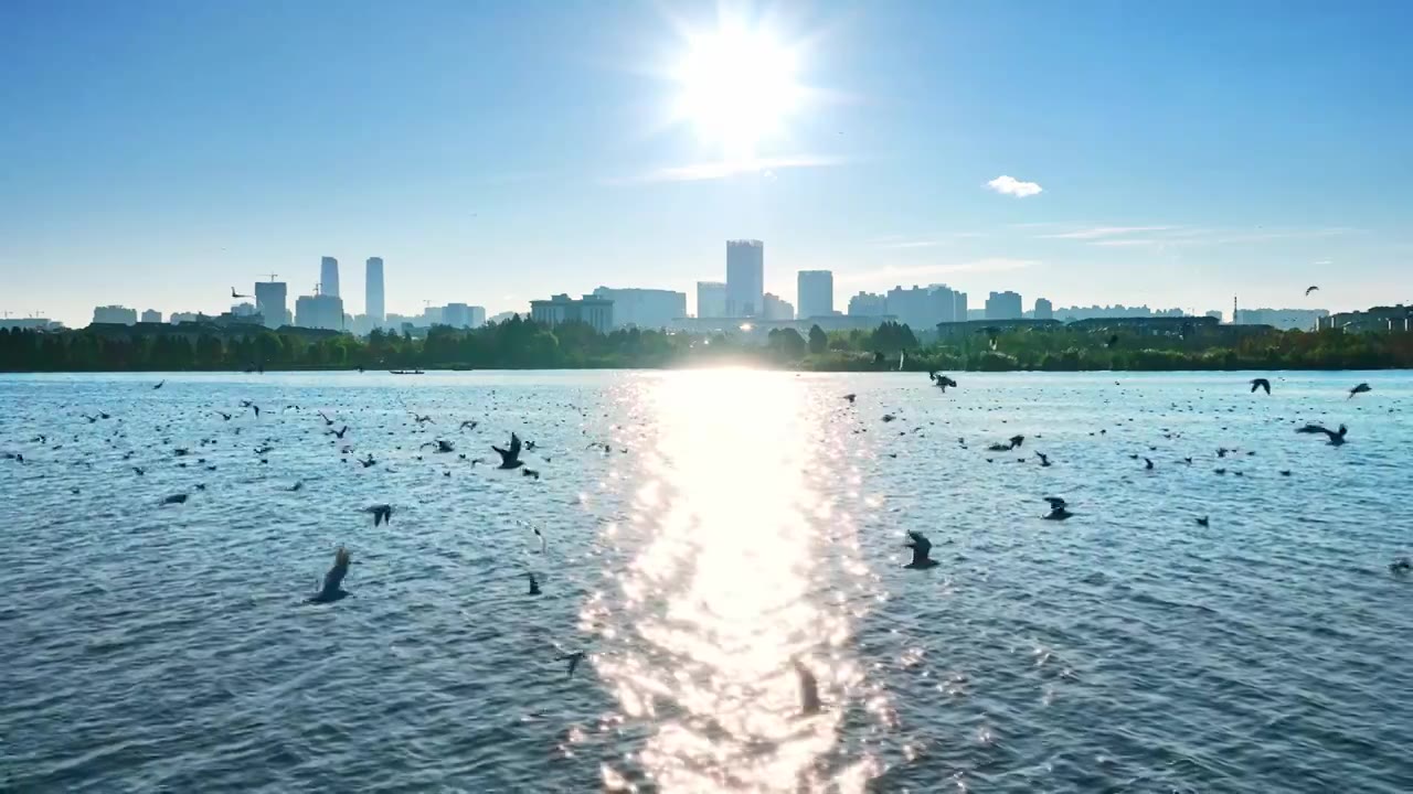 城市湖滨海鸥飞翔视频下载