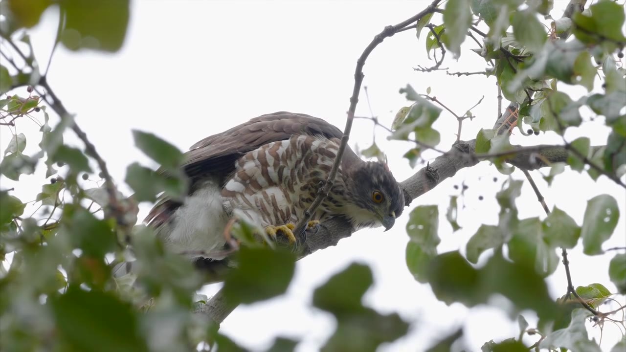 雌凤头鹰隐匿毛梾树树冠层俯视地面视频下载