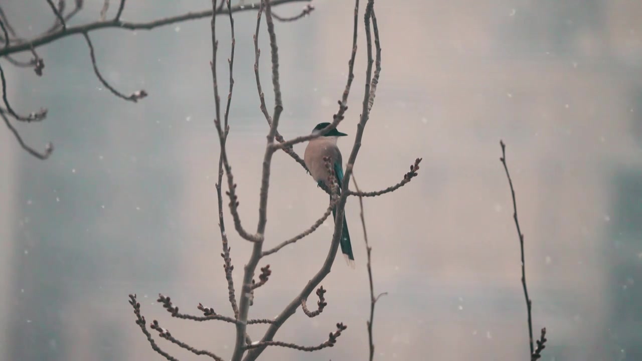 大雪中的灰喜鹊视频下载