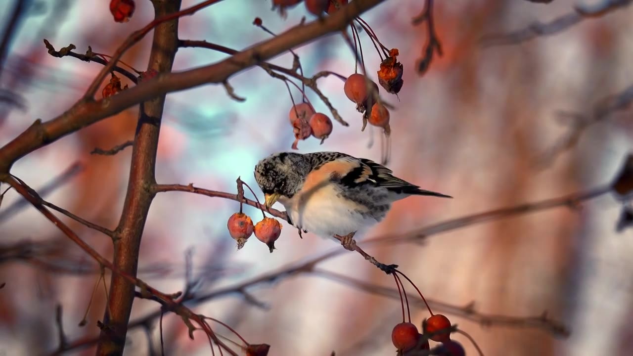 冬天树枝上觅食的小鸟视频下载