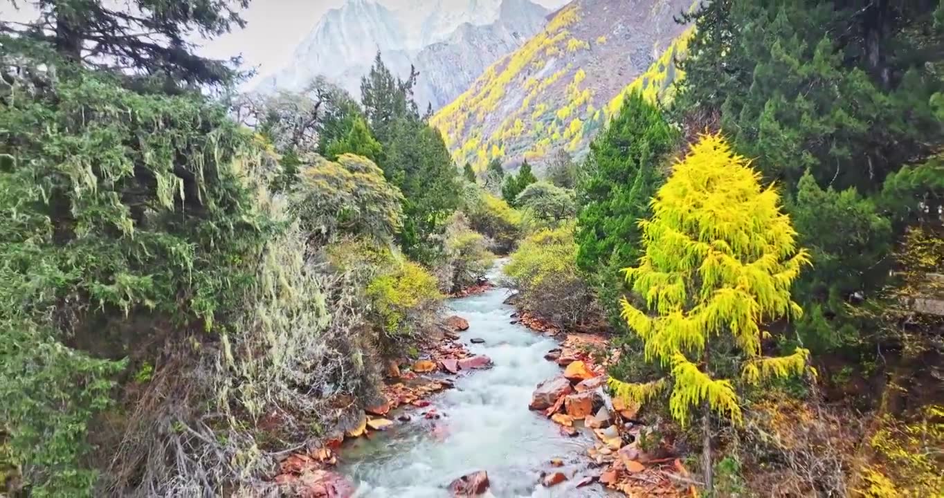 秋季 川西 高原 森林 溪流 风景视频下载