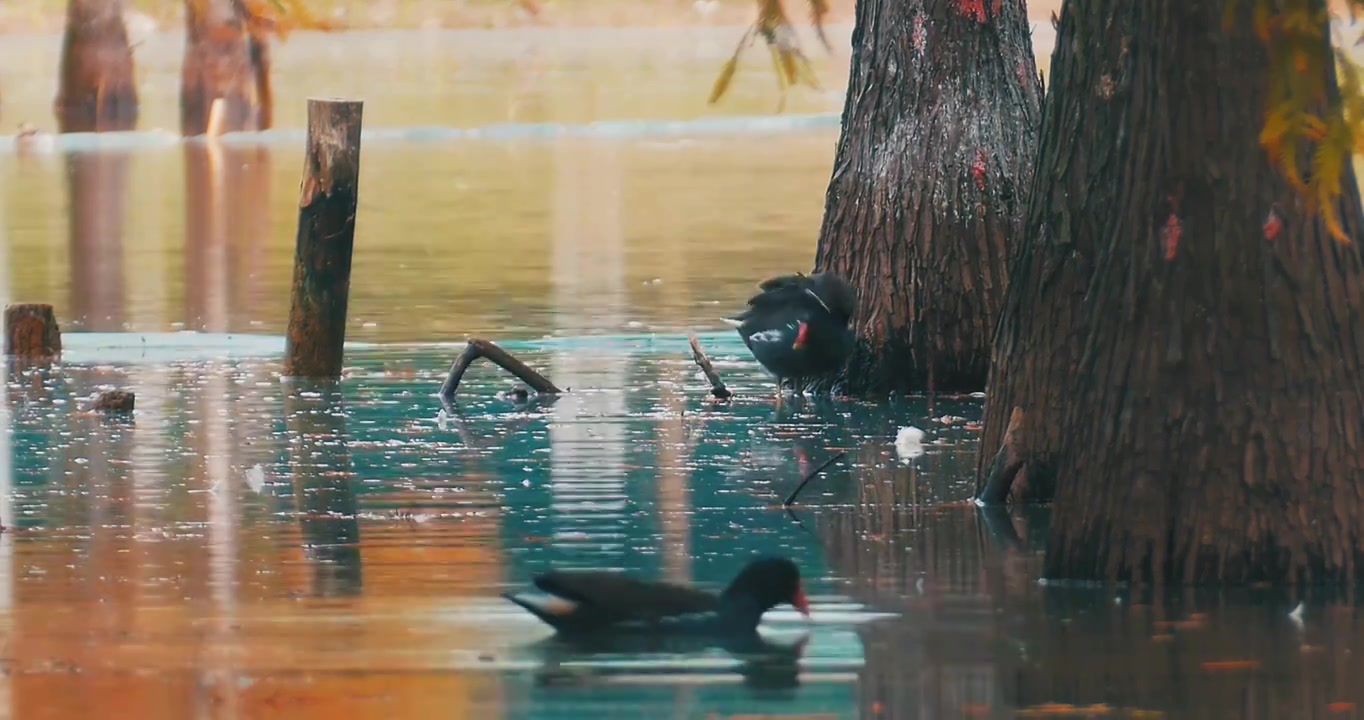秋天湖水中觅食的鸭子视频下载