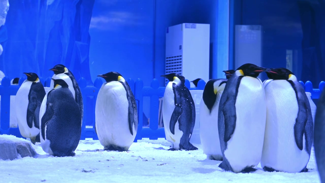 海洋馆内的帝企鹅视频下载