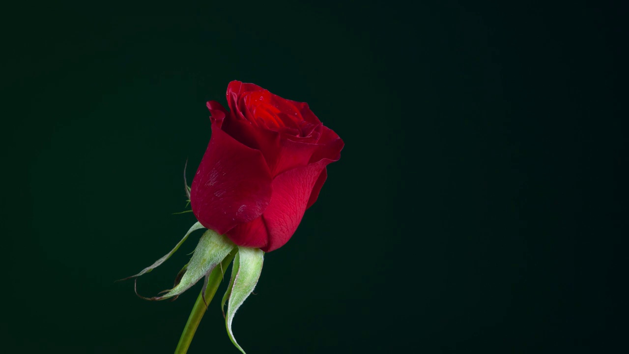 红色玫瑰延时摄影视频下载