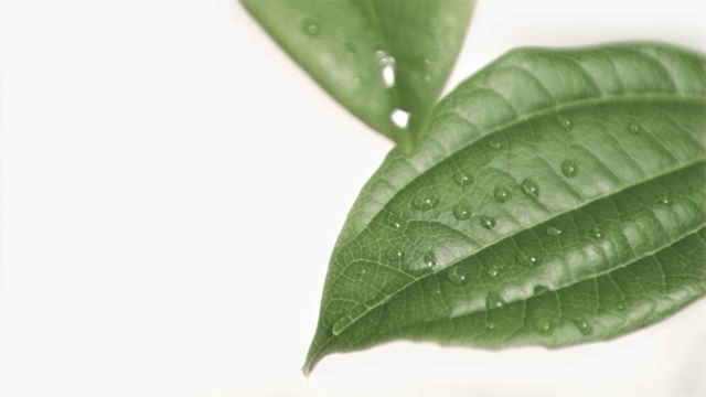 在白色的背景下，雨滴以超慢的速度从树叶上落下视频下载
