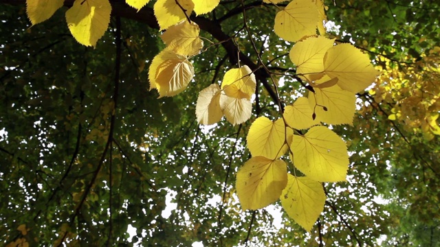 在一个阳光明媚的日子里，森林里黄色的树叶在风中飞舞视频素材