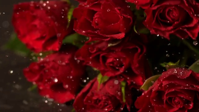 一束红玫瑰缓缓落在潮湿的地面上视频下载