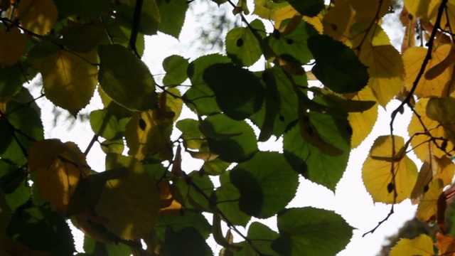 阳光透过树叶在一个晴朗的日子视频素材