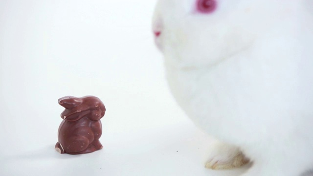 白色小兔子嗅着白色背景上的巧克力小兔子视频素材