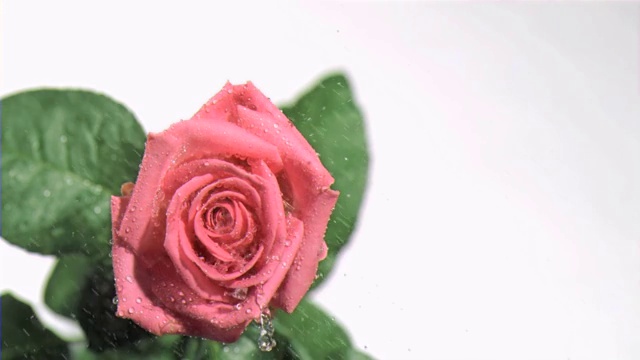 粉色玫瑰特写视频素材