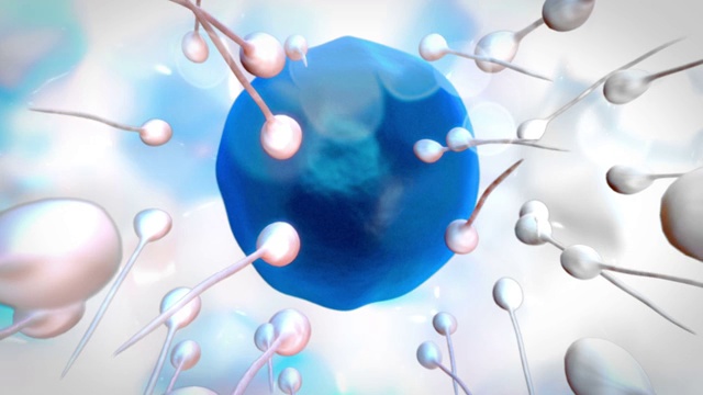 在白色和蓝色背景上，蓝色卵子被精子受精视频下载
