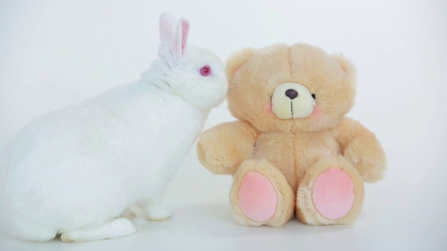 白色背景上的白兔嗅着泰迪熊视频下载
