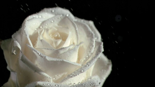 白色玫瑰特写视频素材