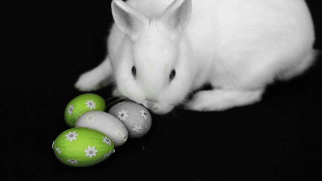 黑色背景下的复活节彩蛋旁边的毛茸茸的白兔视频素材