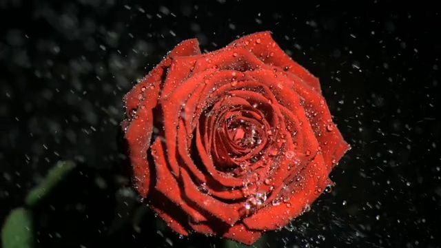 红色玫瑰花特写视频素材
