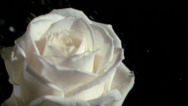 白色色玫瑰特写视频素材