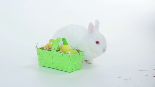 兔子兔子与柳条篮子的复活节彩蛋在白色的背景视频下载