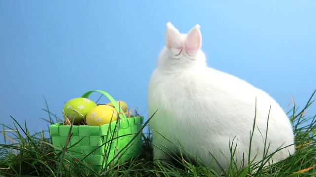 兔子在水仙花和彩蛋旁特写视频下载