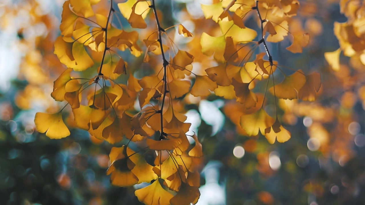 秋天的风景银杏树黄叶视频下载