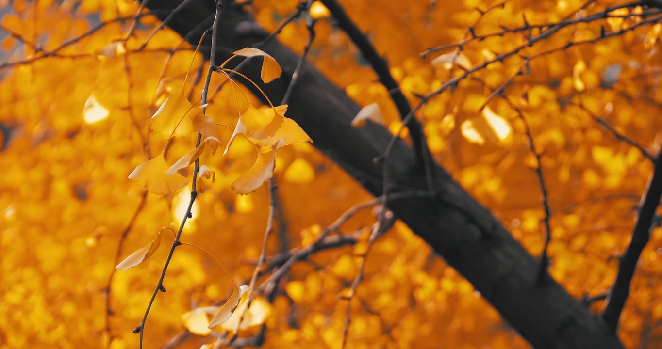 秋天的风景银杏树黄叶视频素材