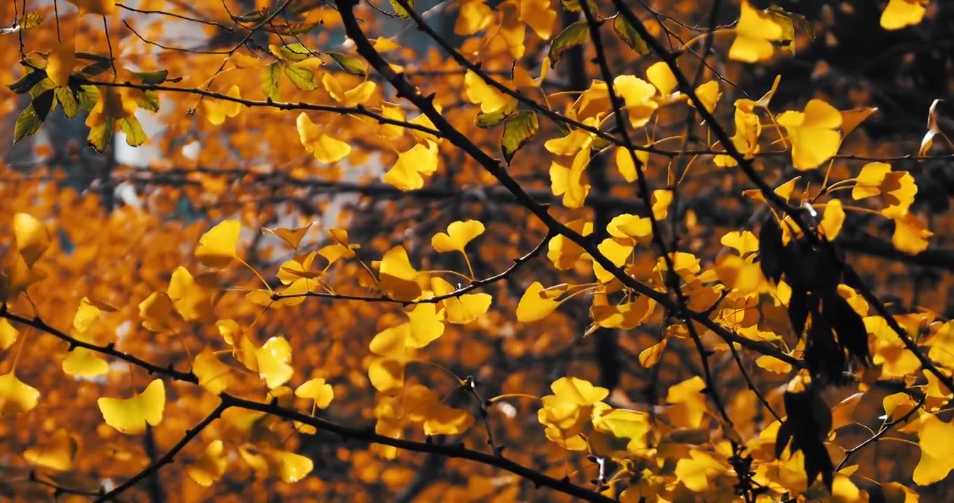 秋天的风景银杏树黄叶视频素材