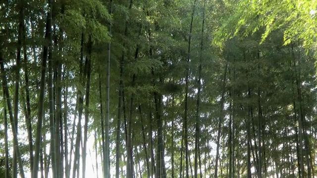 日本镰仓，随风摇摆的竹林视频素材