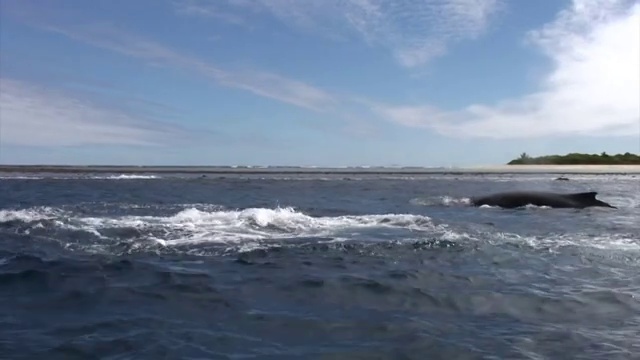 在汤加，鲸鱼游近海面视频素材