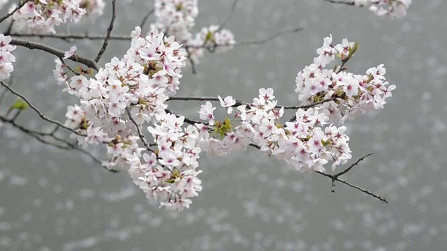 日本东京千代田千origafuchi公园的樱花视频素材