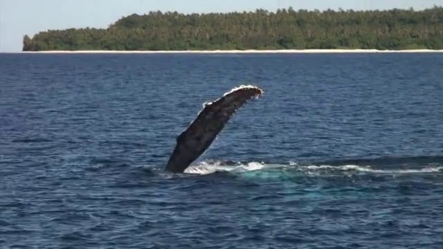 A whale hits surface of ocean with its fin in Tonga视频素材