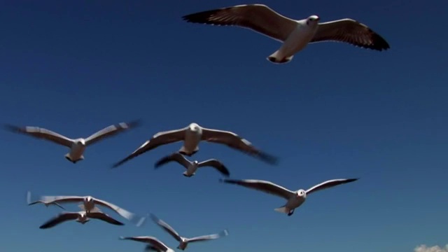 Seagulls flying in sky视频素材